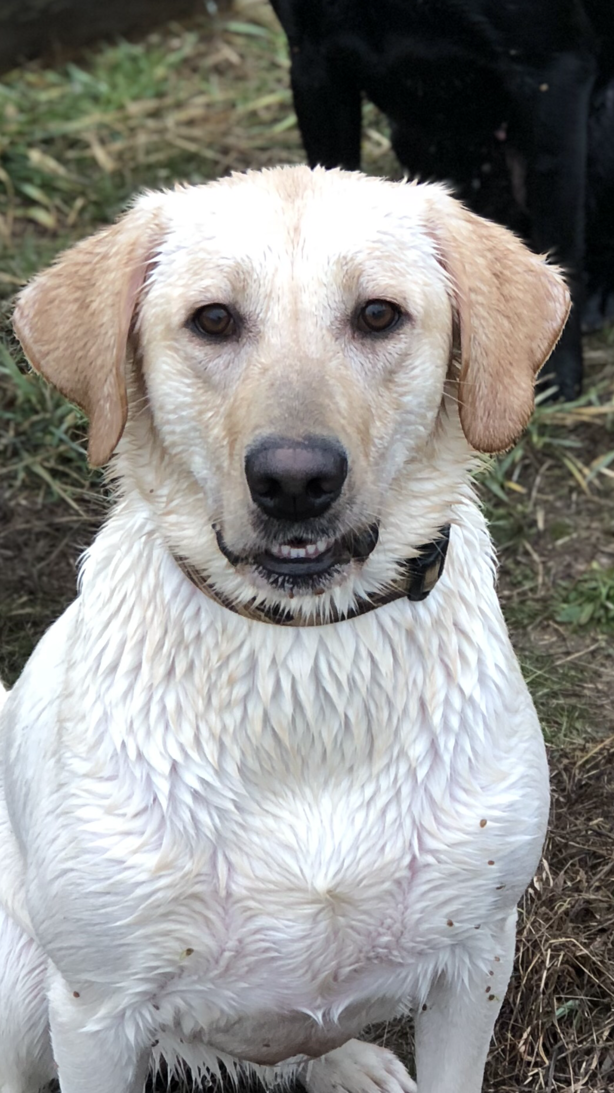 Stonecreeks Legacy Of Marine Callie Mae | Yellow Labrador Retriver