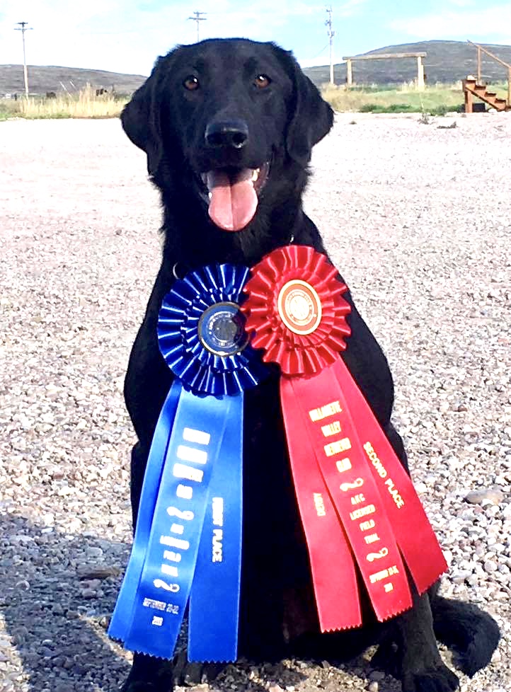 Seaside’s Smart Little Lena QAA | Black Labrador Retriver