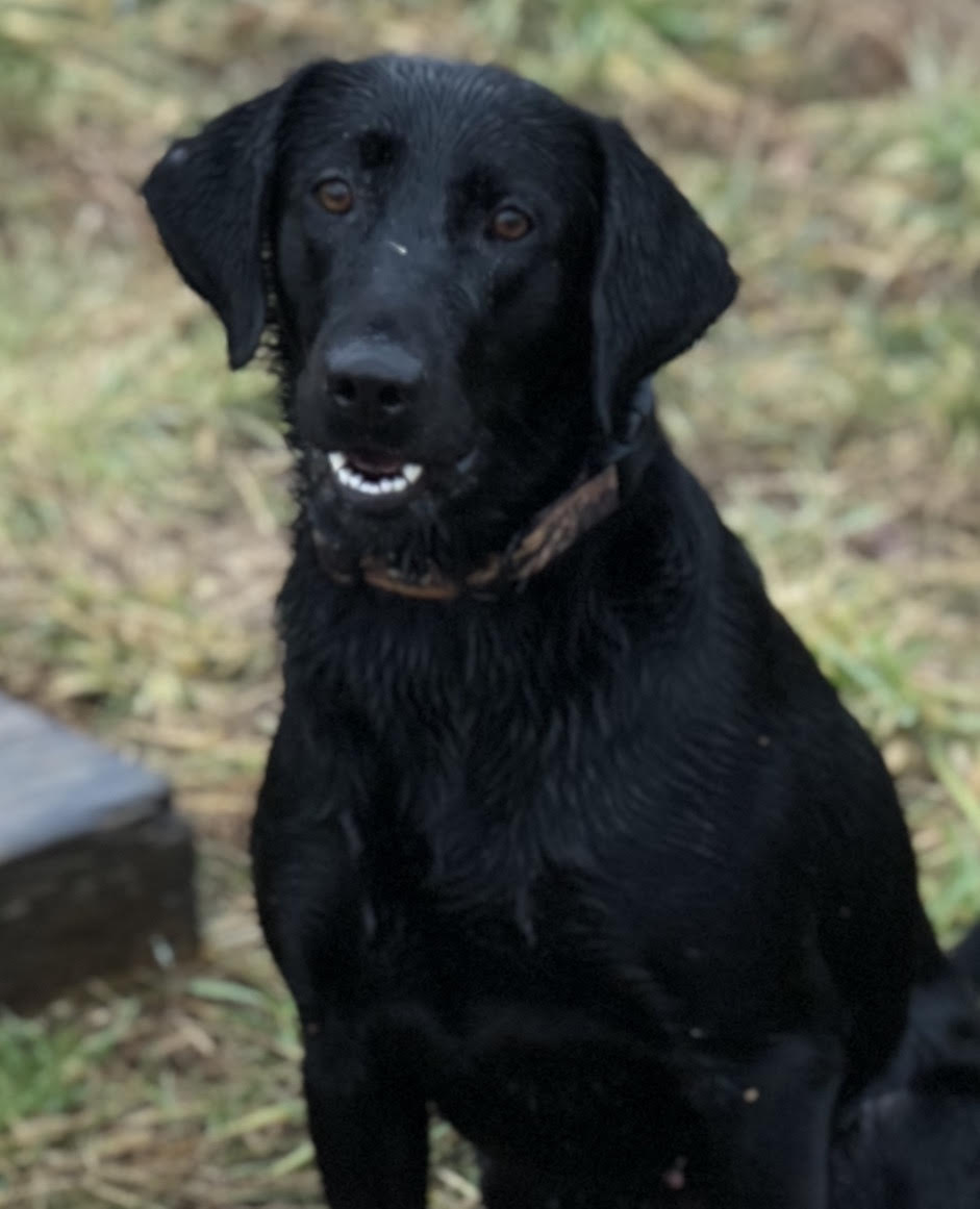 Stonecreeks Legacy Of Marine Sailor Jane | Black Labrador Retriver