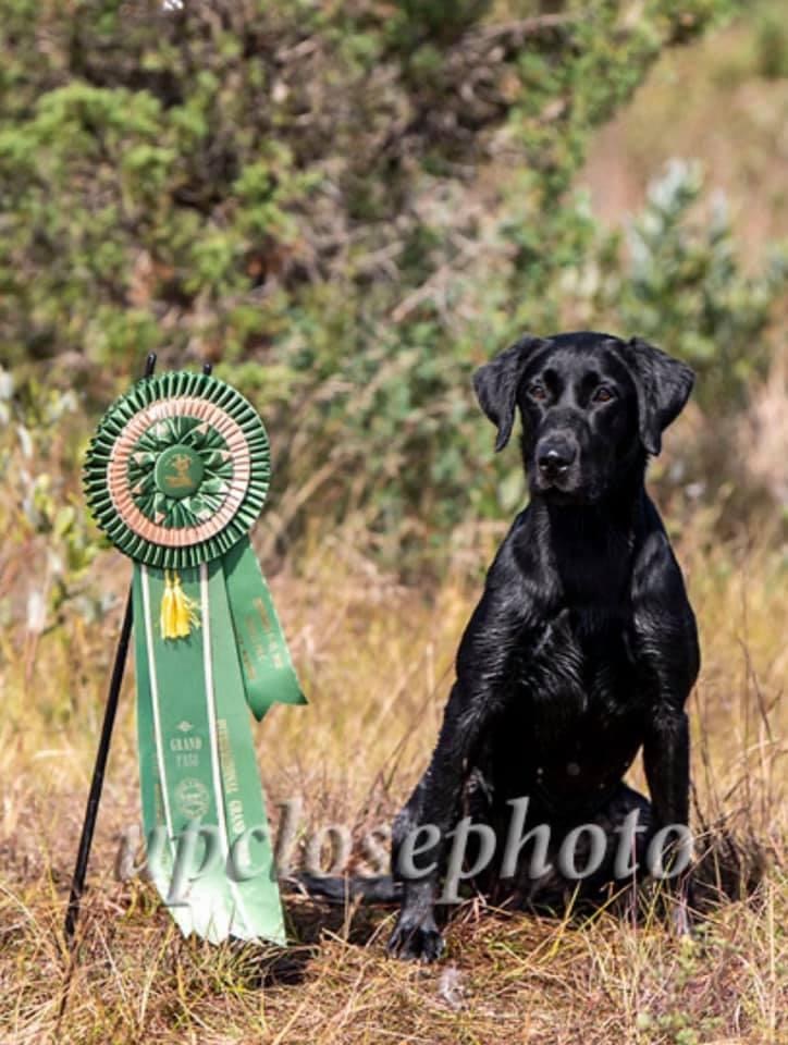 HRCH Southern Comforts Painted With A Punch MH | Black Labrador Retriver