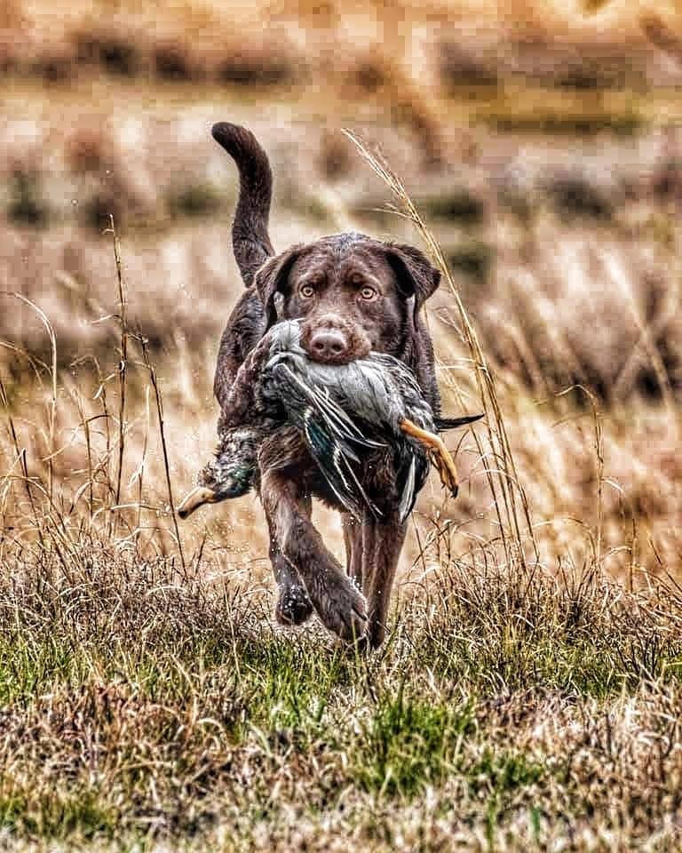 HRCH Hardy Lakes Jumpin Jax Flash MH | Chocolate Labrador Retriver