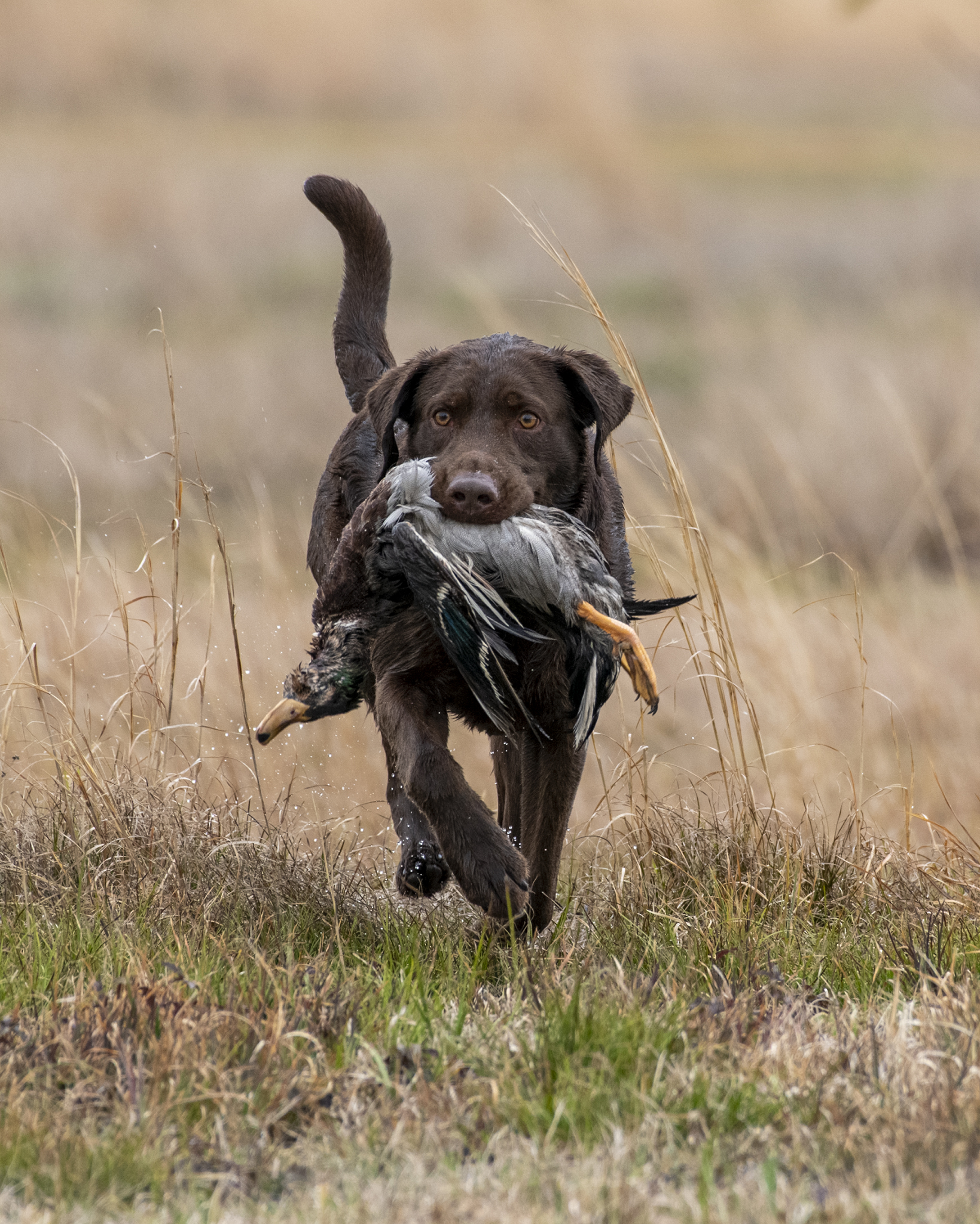 HRCH Hardy Lakes Jumpin Jax Flash MH | Chocolate Labrador Retriver