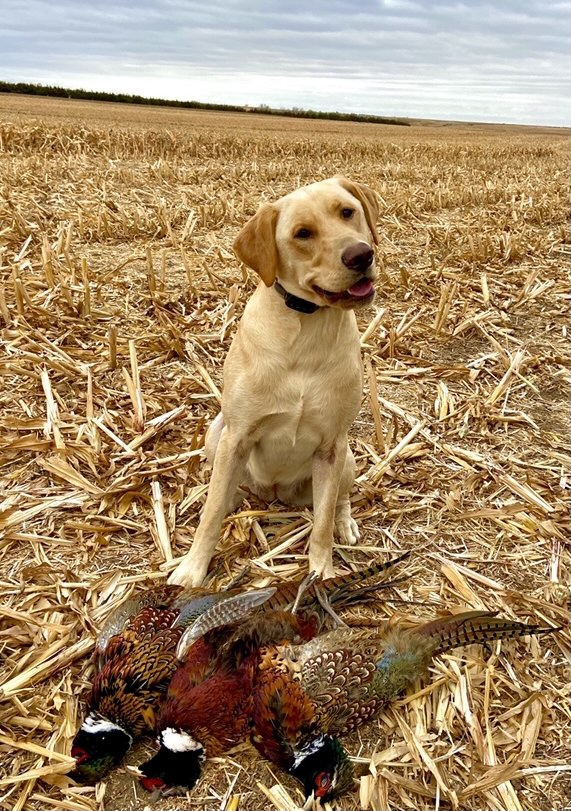 Birddog’s Riparian Sweet American Honey | Yellow Labrador Retriver