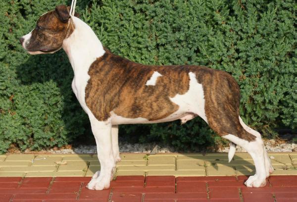 HI I AM MESSI Presburg staff | American Staffordshire Terrier 