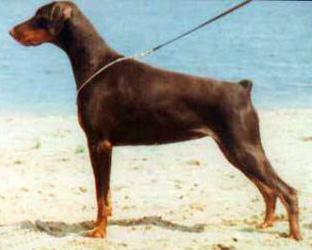 Wikki v. Stevinhage | Brown Doberman Pinscher