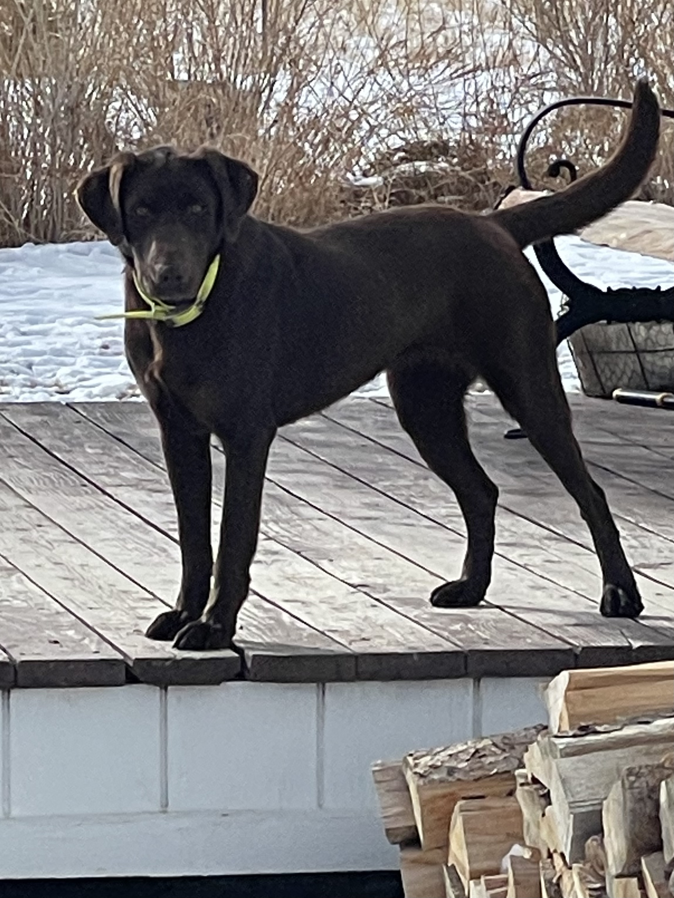 Rock Branch's Long-awaited Road Trip | Chocolate Labrador Retriver