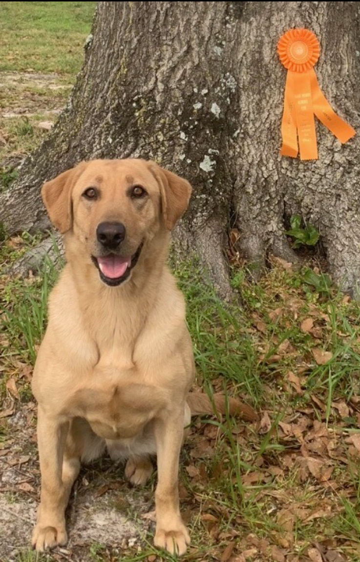 Docheno's Sandy Buns and Salty Paws  MH | Yellow Labrador Retriver