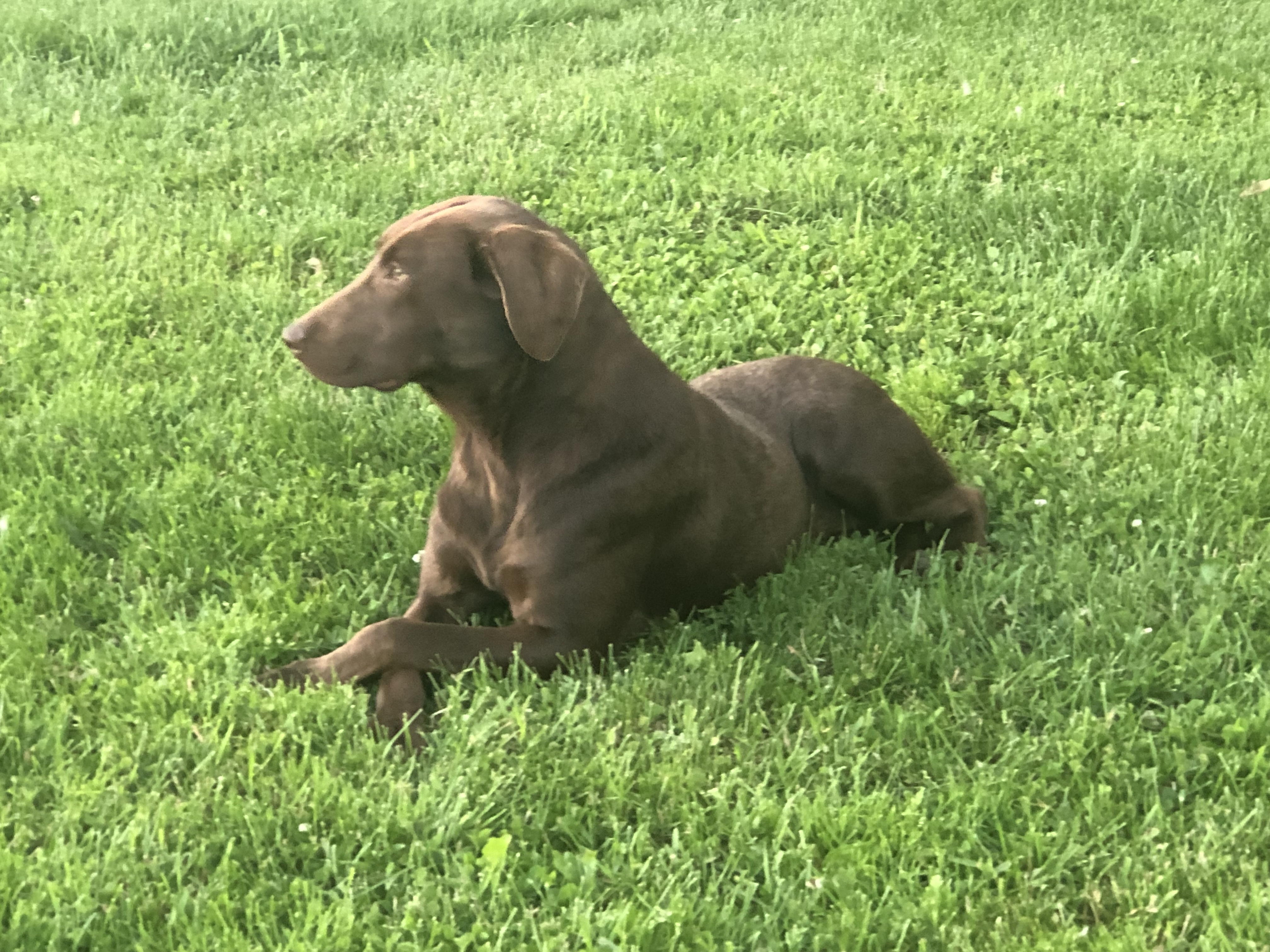 Topper’s Little Sister MH | Chocolate Labrador Retriver