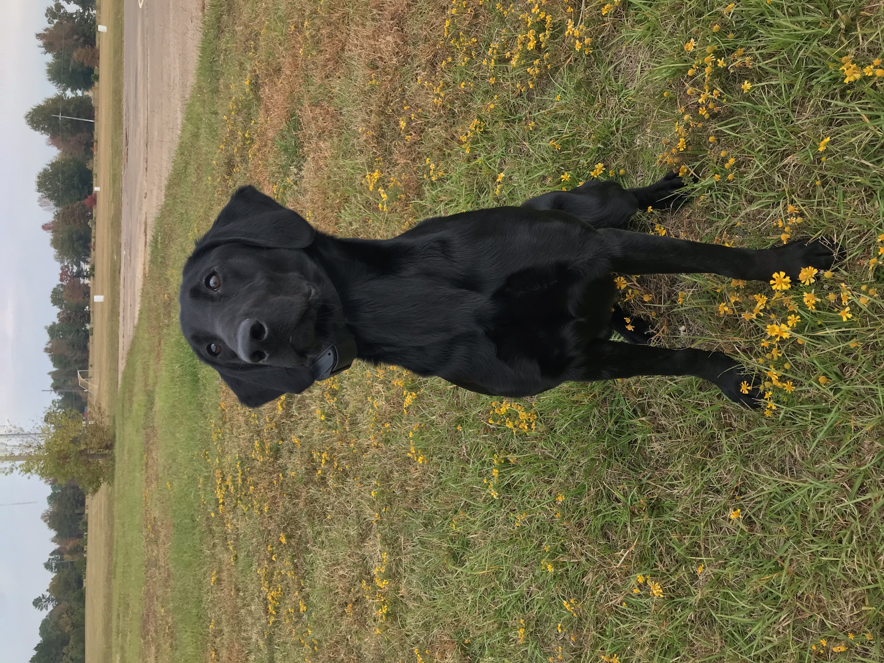 Storm Flag Still Flyin | Black Labrador Retriver