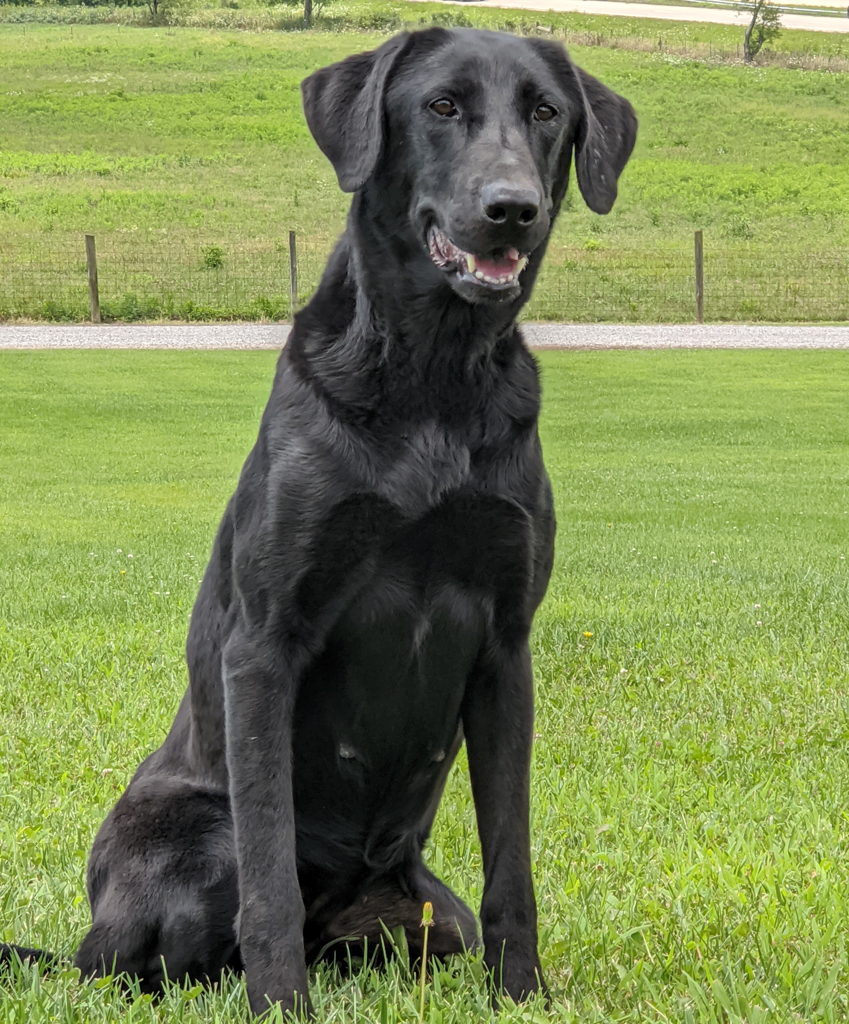 Bullet's Power MH QA2 | Black Labrador Retriver