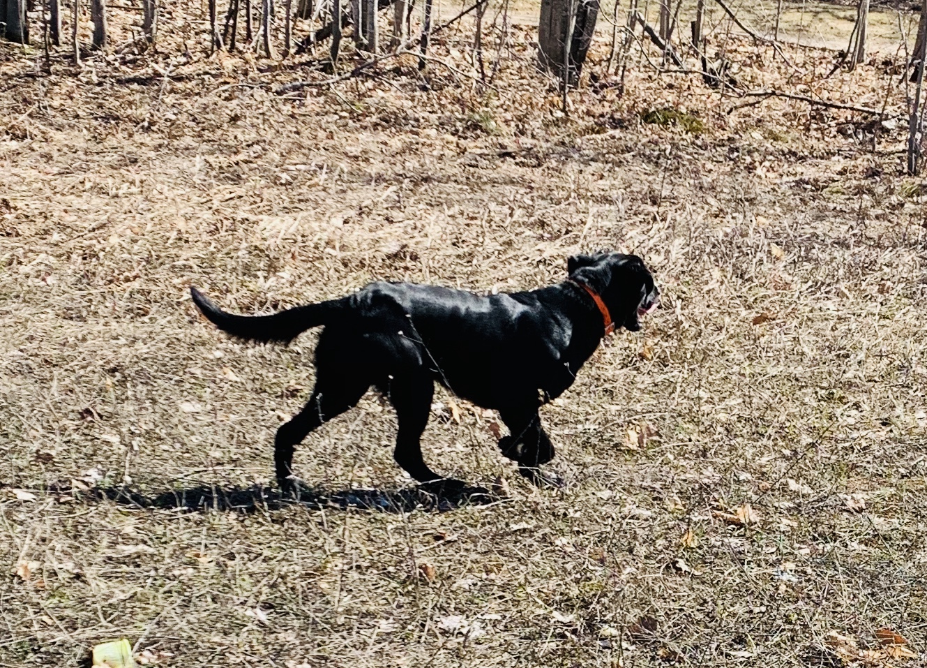 4xGMPR HRCH Greenwing’s Jazztime Legend | Black Labrador Retriver