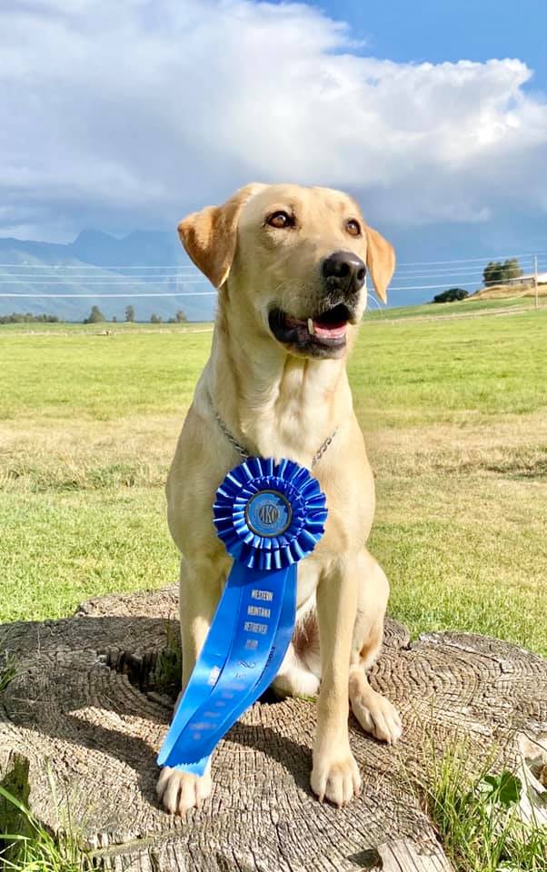 Last Chance To Rebel | Yellow Labrador Retriver