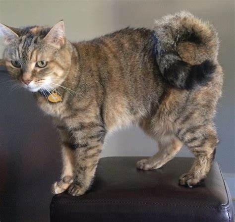 American Ringtail