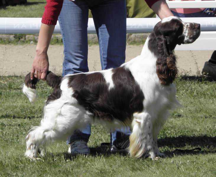 HARRI OD STROUPINSKÉHO POTOKA | English Springer Spaniel 