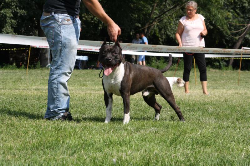 Imperial Bond, James Bond | American Staffordshire Terrier 
