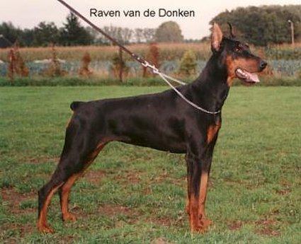 Raven v.d. Donken | Black Doberman Pinscher