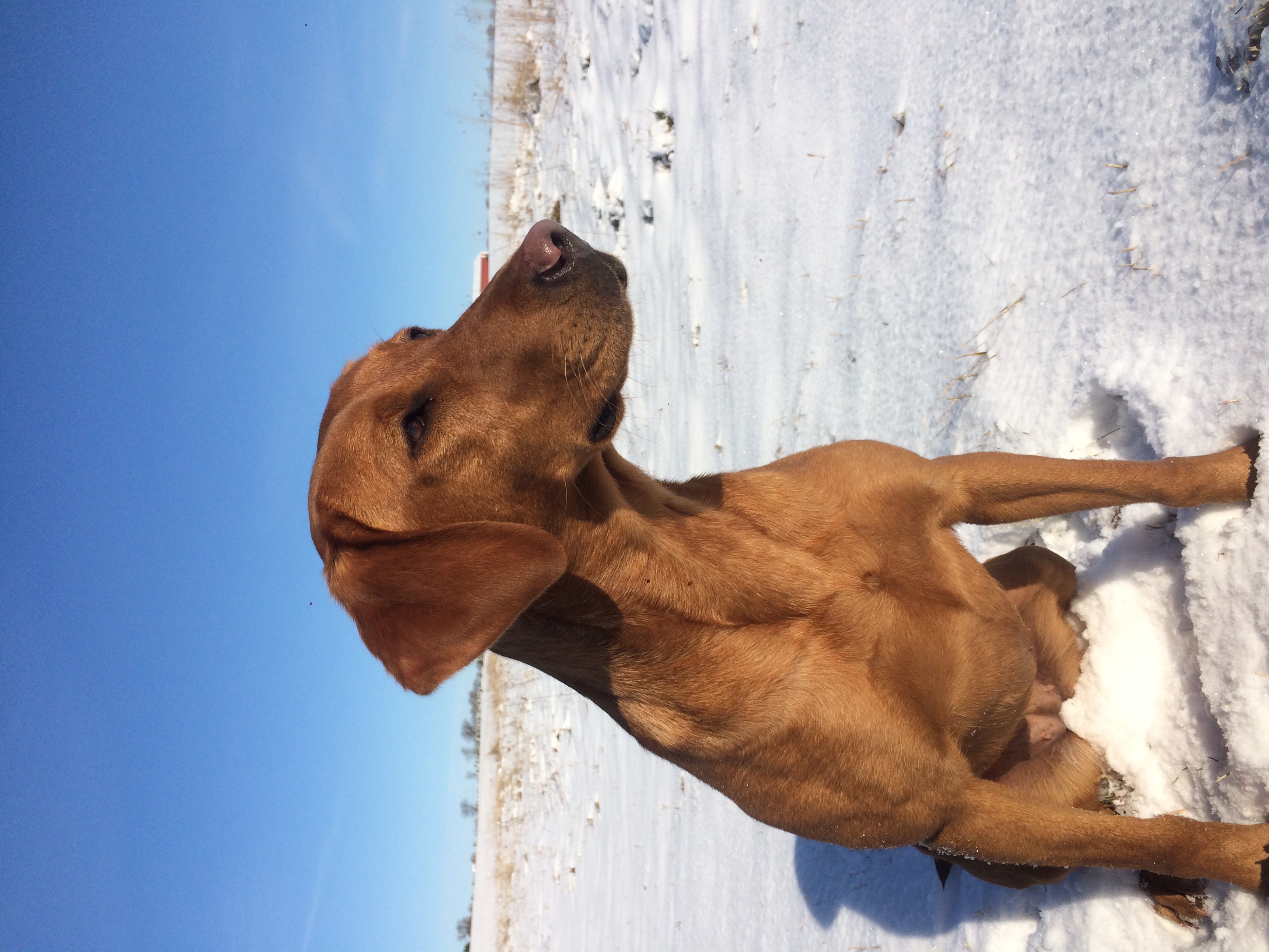 Fallin Fowl Kylie MH | Yellow Labrador Retriver
