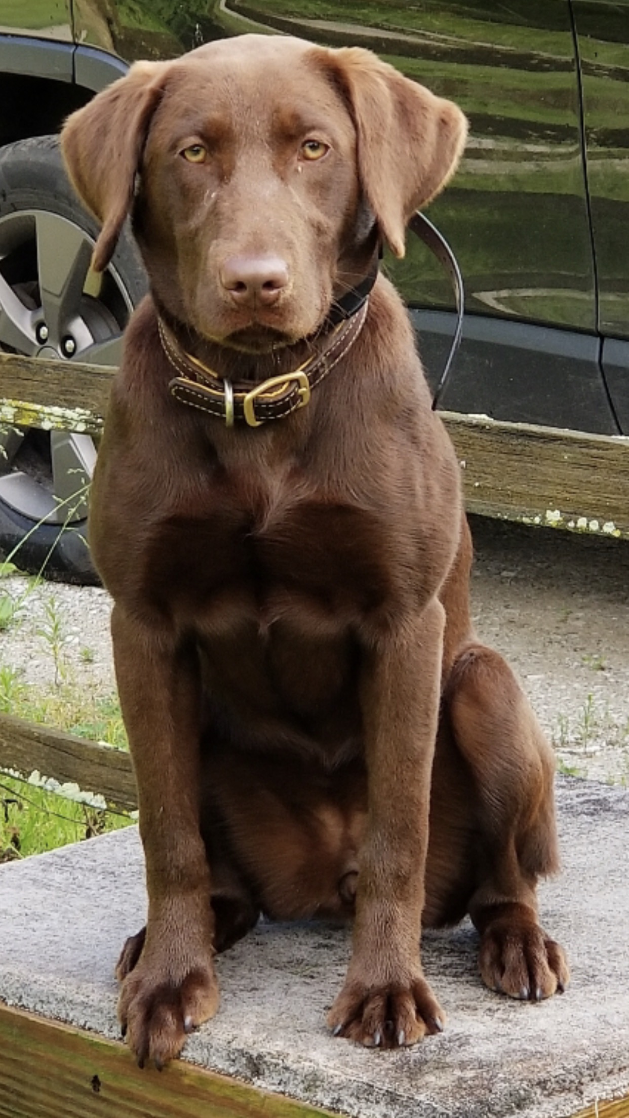 Writz Not So Charming Charlee | Chocolate Labrador Retriver