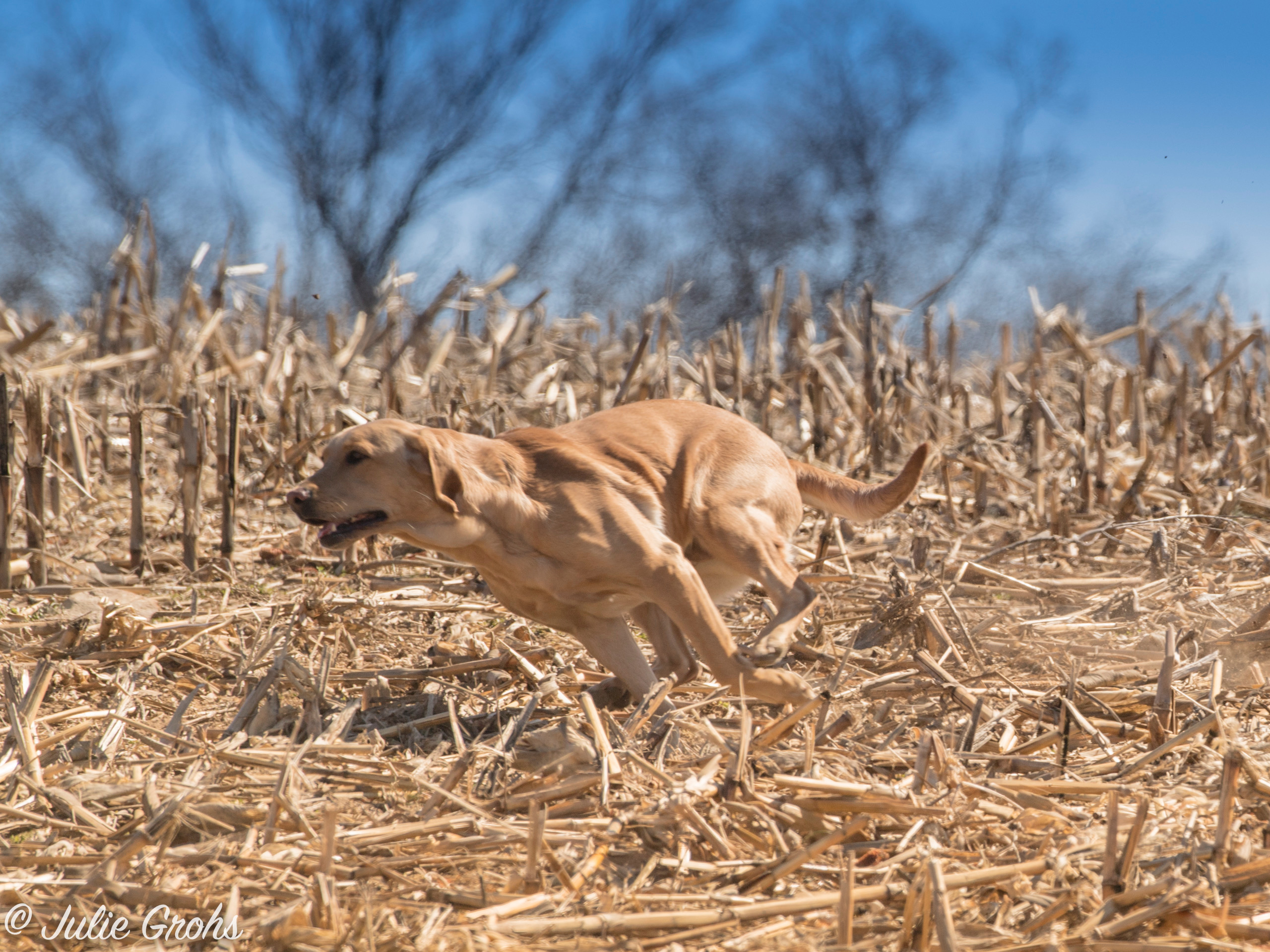 GMHRCH I MUR Touched By The Sun's Summer Breeze  MH | Yellow Labrador Retriver