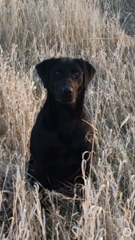 Kcr's Coal-fired-n-cookin' SH | Black Labrador Retriver