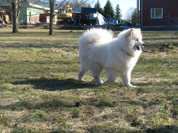 Fluffy Marvel Jefferson Sweet Boy | Samoyed 