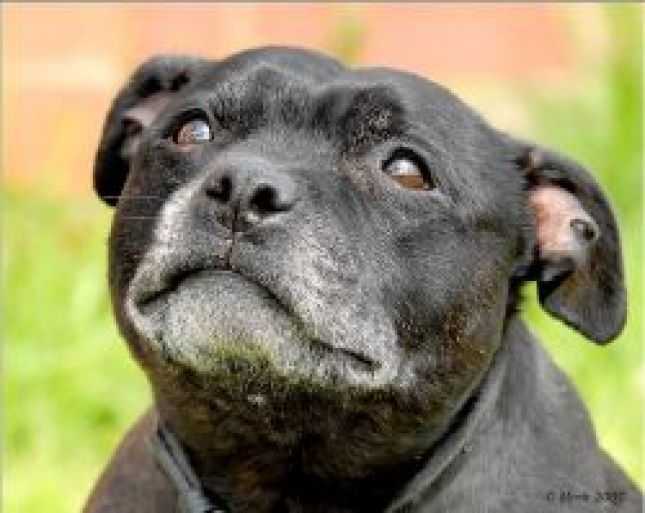 Araidh Dot To Dot | Staffordshire Bull Terrier 