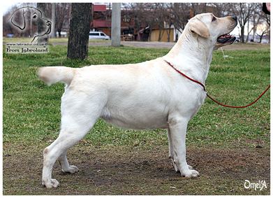 CH, FT Passing Time In Pleasure At Labroland | Yellow Labrador Retriver