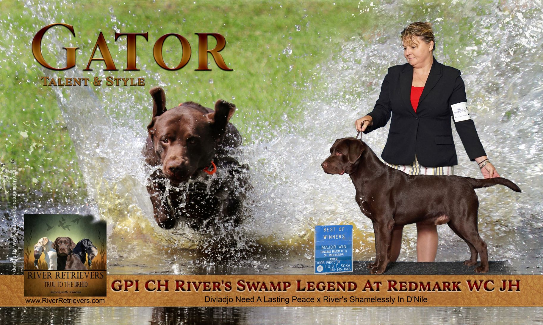 GPI-CH SHR River's Swamp Legend At Redmark WC JH SH CGC CGCA CGCU TKN TKI | Chocolate Labrador Retriver