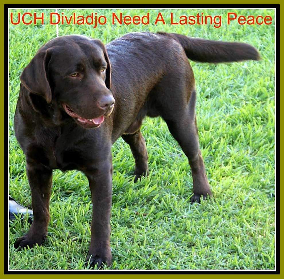 UCH Divladjo Need A Lasting Peace | Chocolate Labrador Retriver