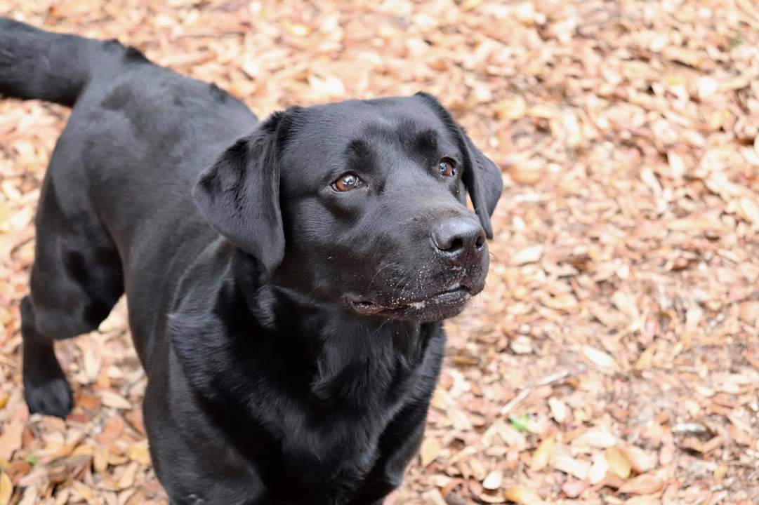 River's Shamelessly In D'nile | Black Labrador Retriver