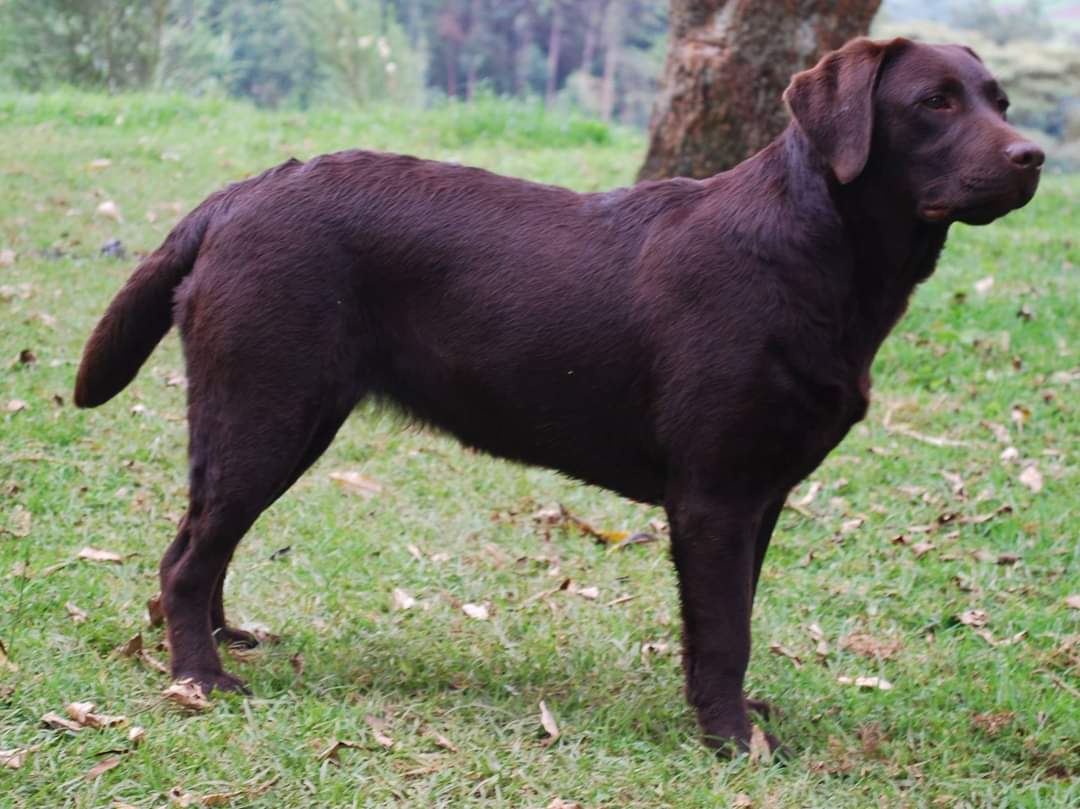 GRCH Bul. Cedarwood Play Mor So Much Mor | UNKN Labrador Retriver