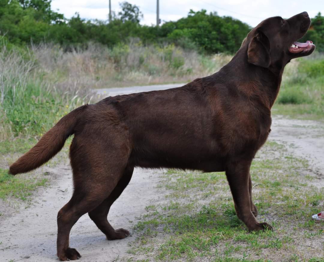 Divladjo Hrum-hrum | UNKN Labrador Retriver