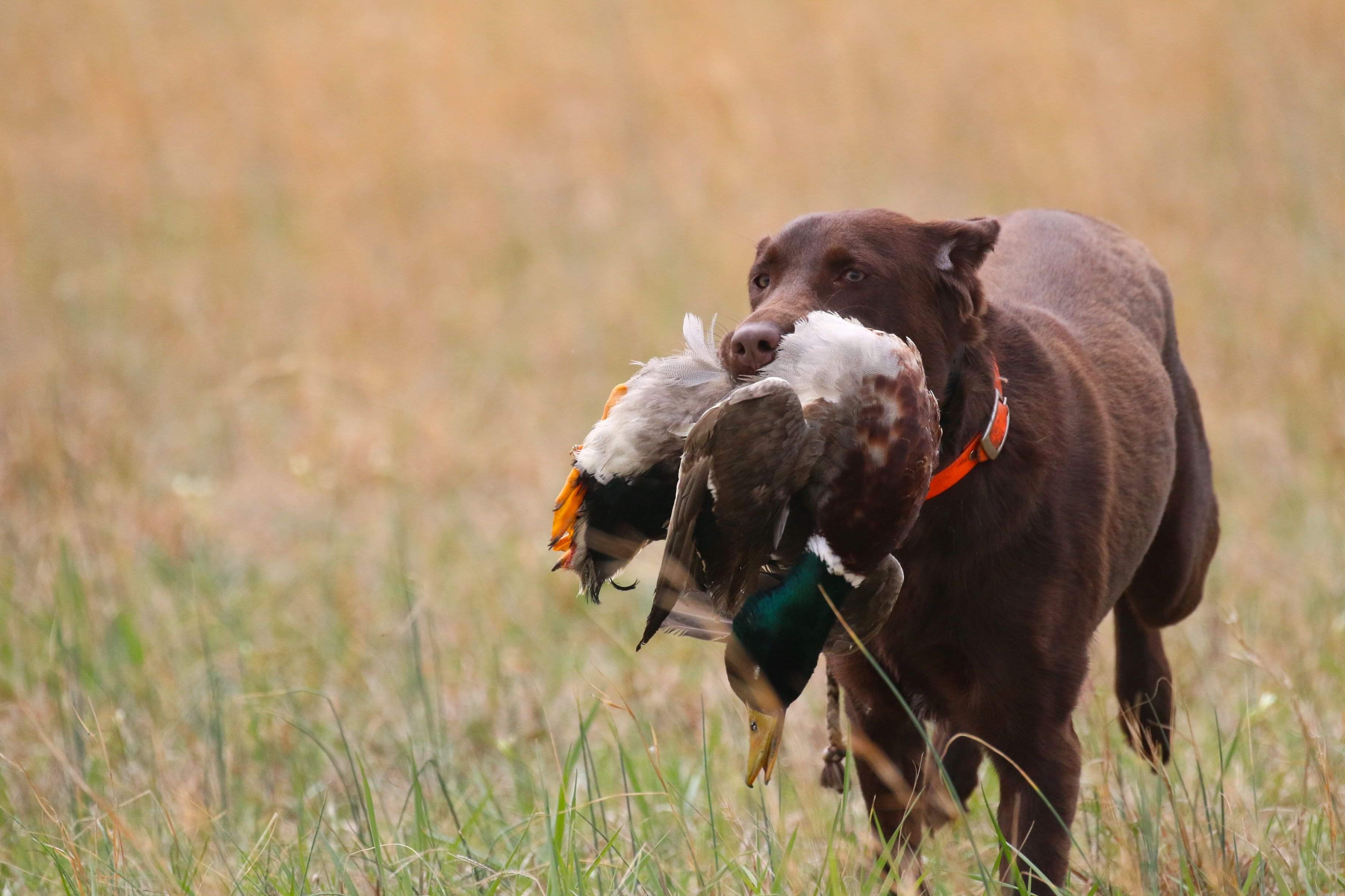 Whistling  Winds  Faith  Can Move Mountains | Chocolate Labrador Retriver