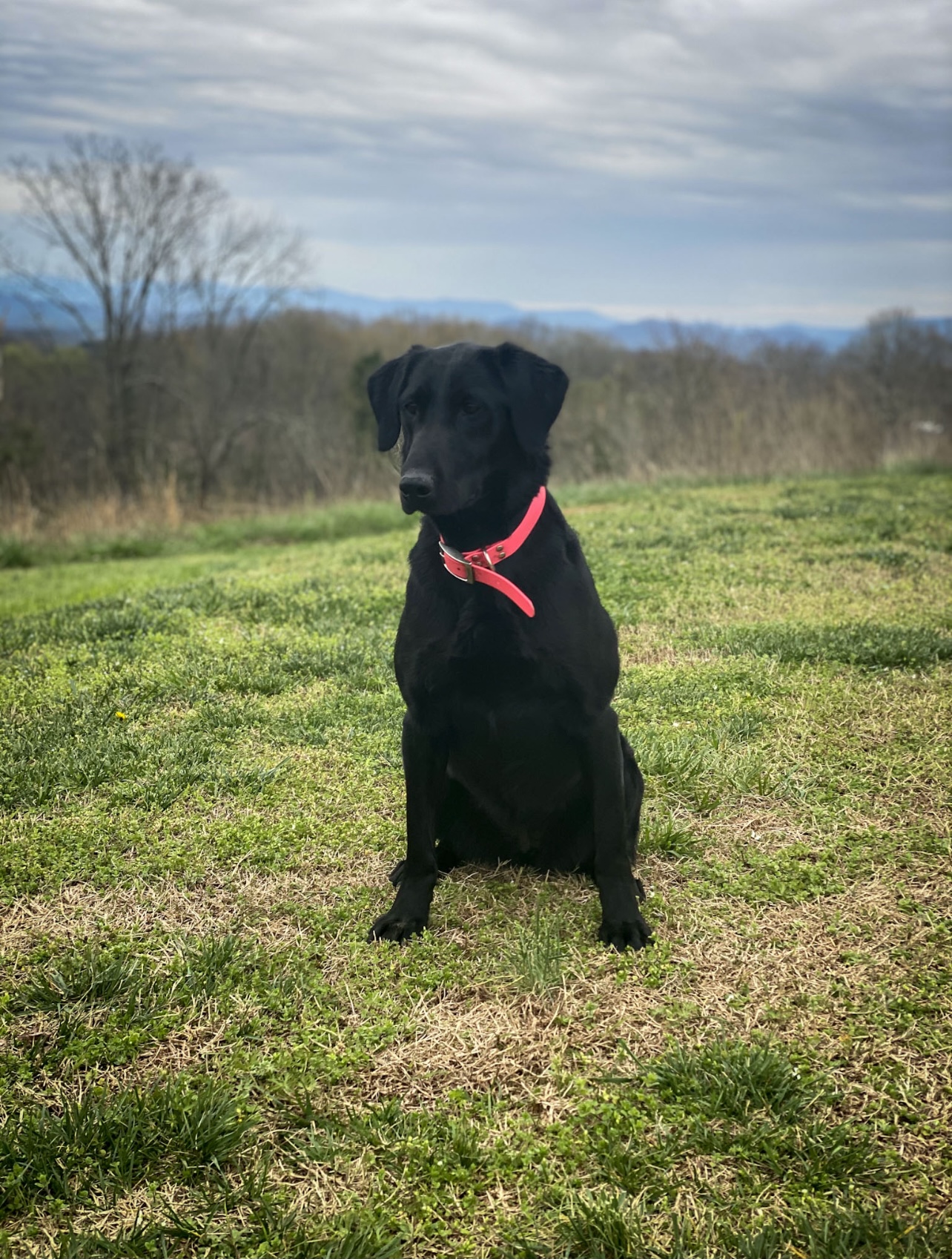 J Birds Bibbidi Bobbidi Boo | Black Labrador Retriver