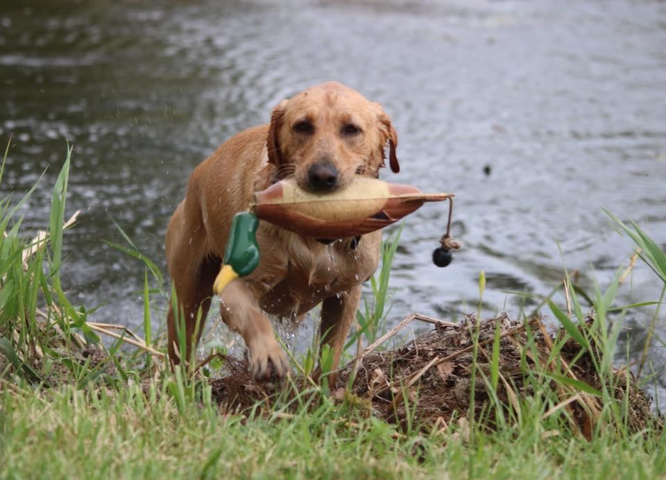 GRHRCH  Bluesky's Superman MH QAA | Yellow Labrador Retriver