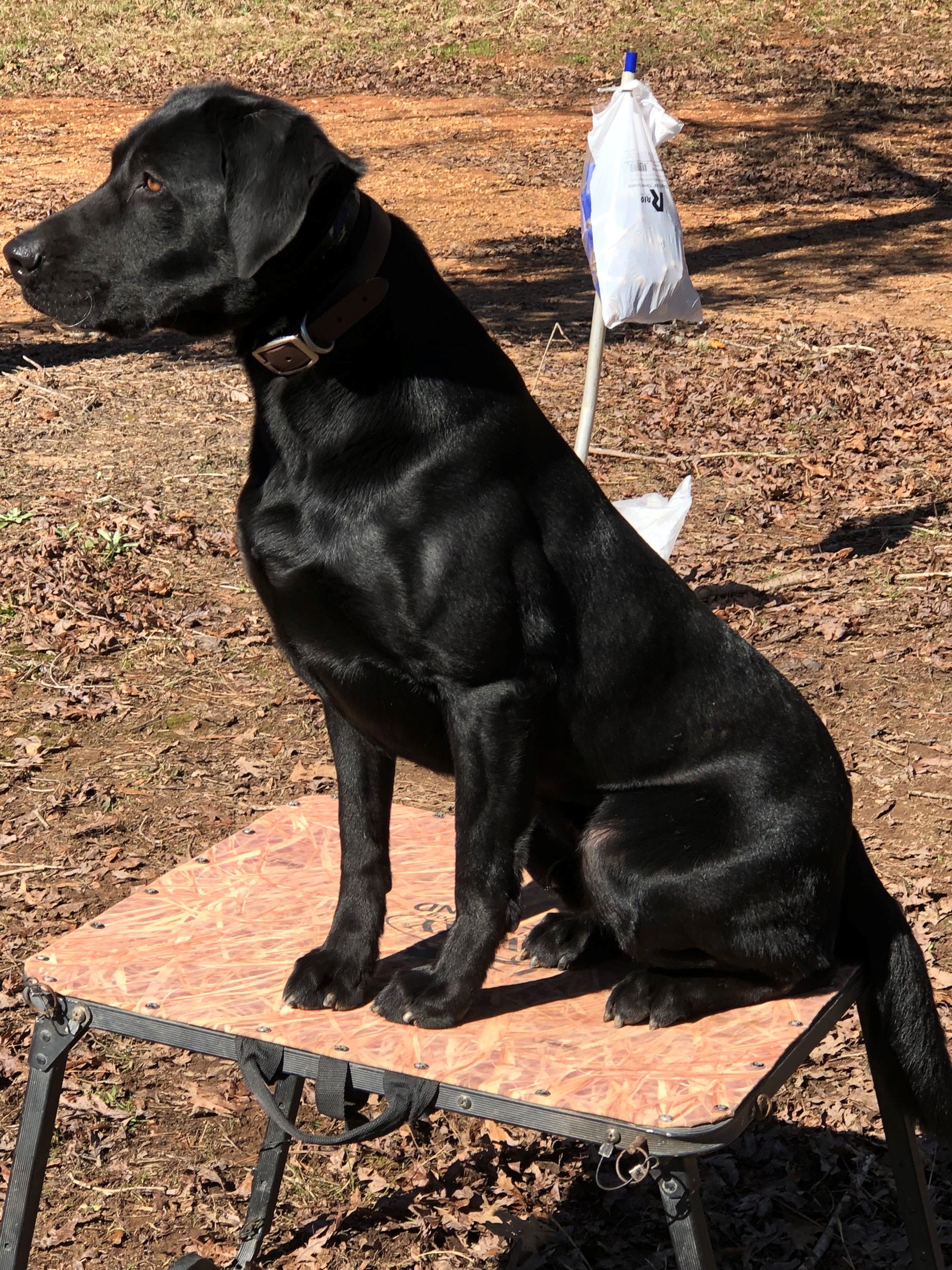 GRHRCH Mulberry Creek's Cousin Eddy MH | Black Labrador Retriver