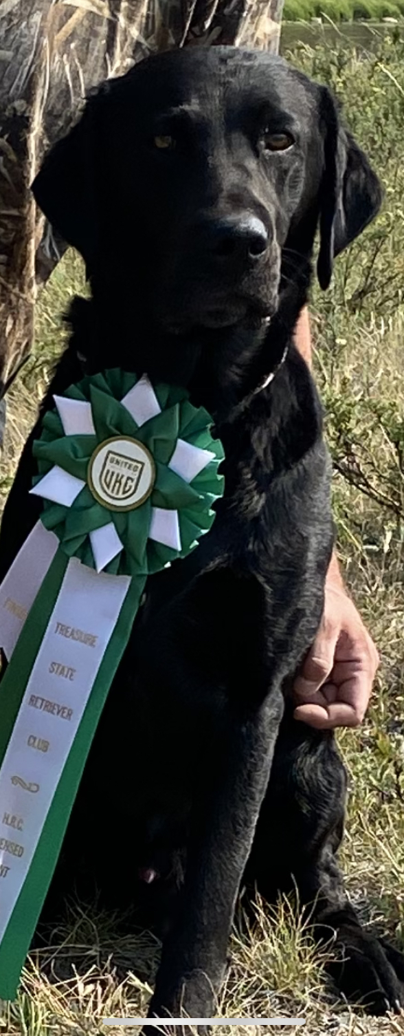 HR Prairie Skies Head Honcho | Black Labrador Retriver