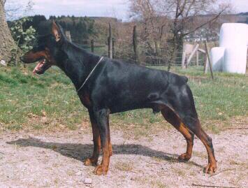 Danny v.d. Horringhauser Höh | Black Doberman Pinscher