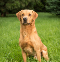 Old Oak's Shughart | Yellow Labrador Retriver