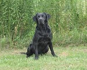 Levenghyl Boxstone | Black Labrador Retriver