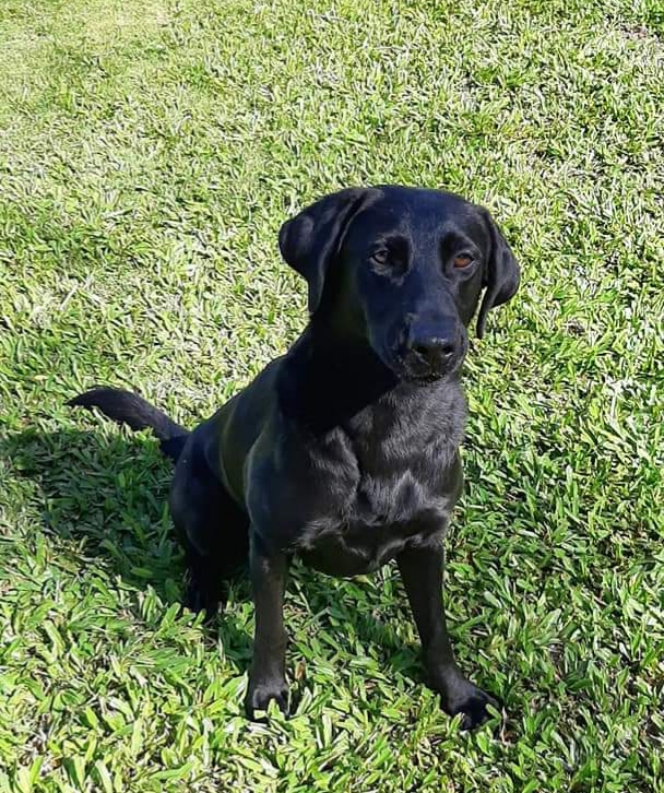 Akira Kena De Billys Millennium | Black Labrador Retriver