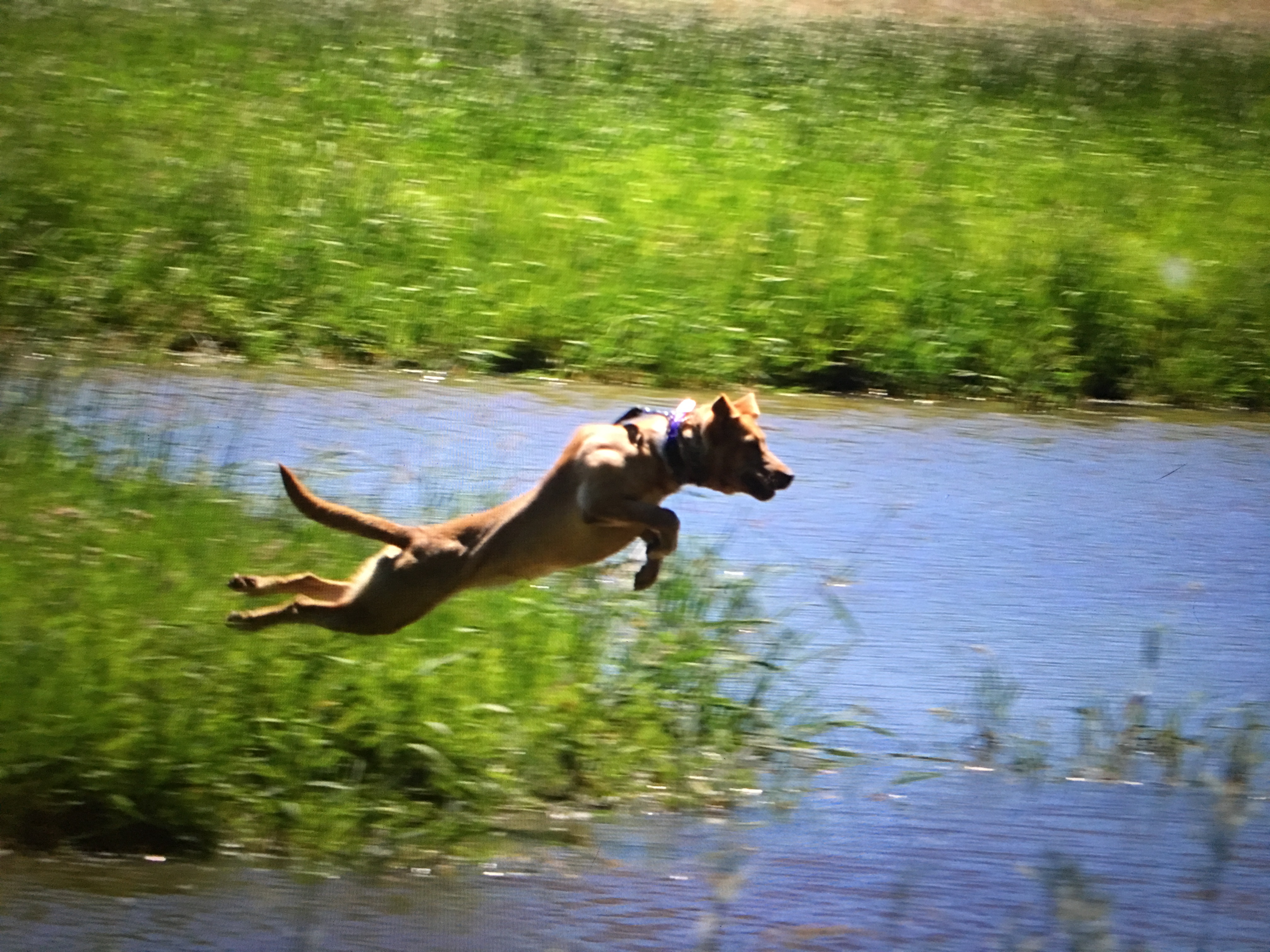 Locked'N'Loaded's Annie's Slow Acorn by WiscoLabs SH | Yellow Labrador Retriver