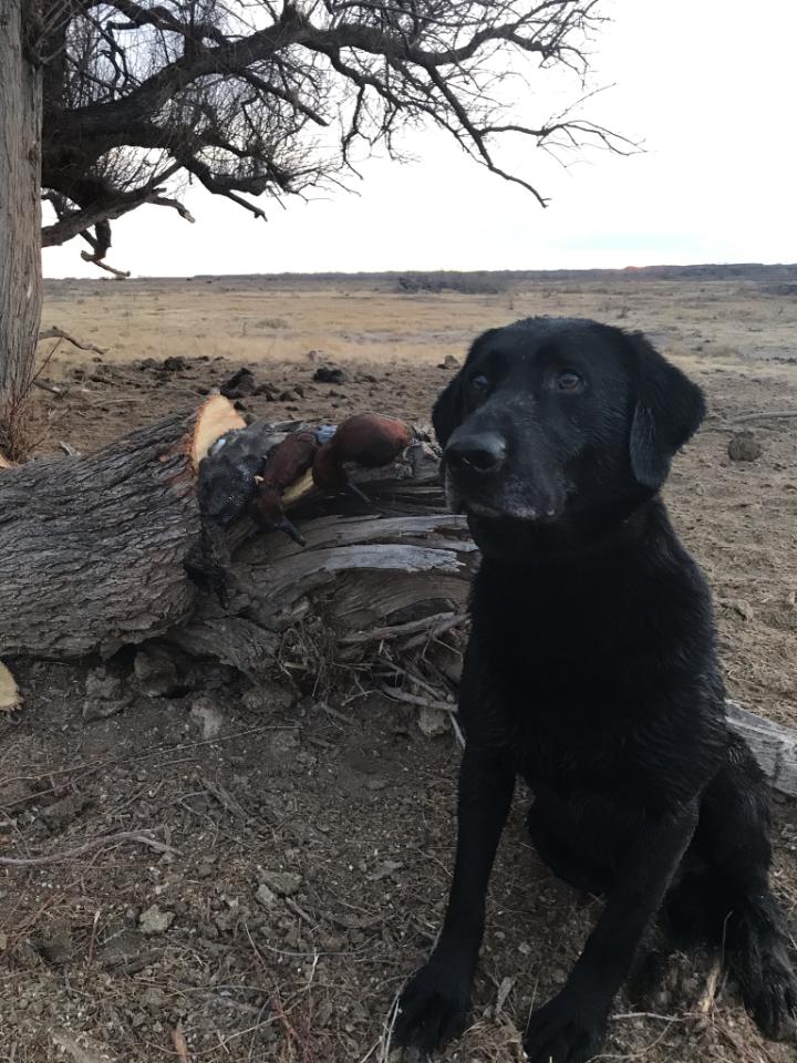 No Limit's Apollo | Black Labrador Retriver