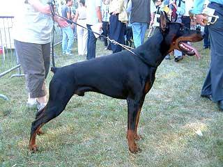 Smart Wood Hills Beefeater | Black Doberman Pinscher