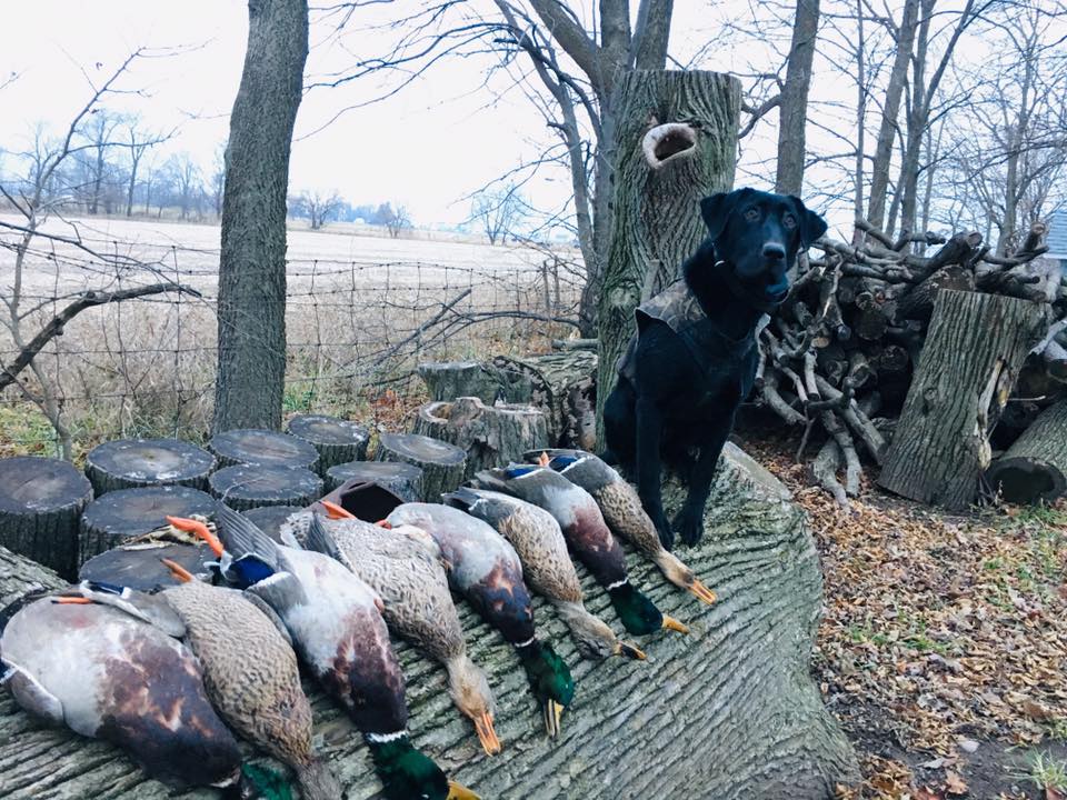 HRCH Trinity Oak's High Kaliber | Black Labrador Retriver