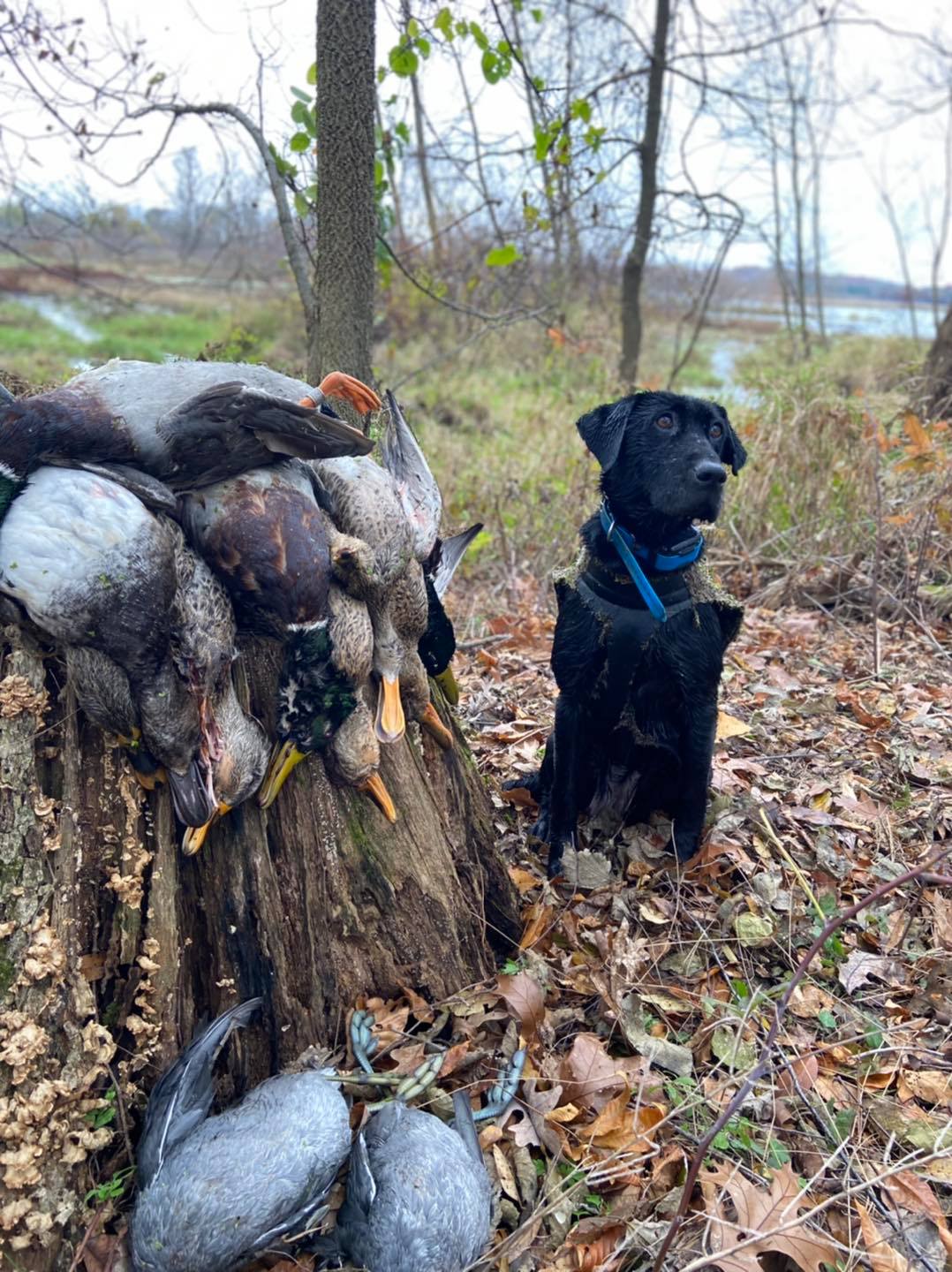 HRCH Trinity Oak's High Kaliber | Black Labrador Retriver