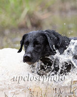 GRHRCH Louis Of Loveland MH | Black Labrador Retriver