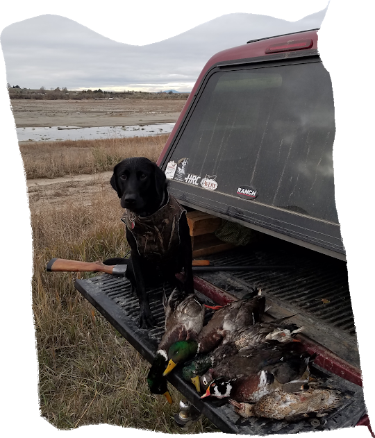 GRHRCH Louis Of Loveland MH | Black Labrador Retriver