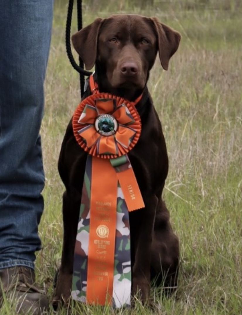 Empty Chambers 12 Gauge SH | Chocolate Labrador Retriver