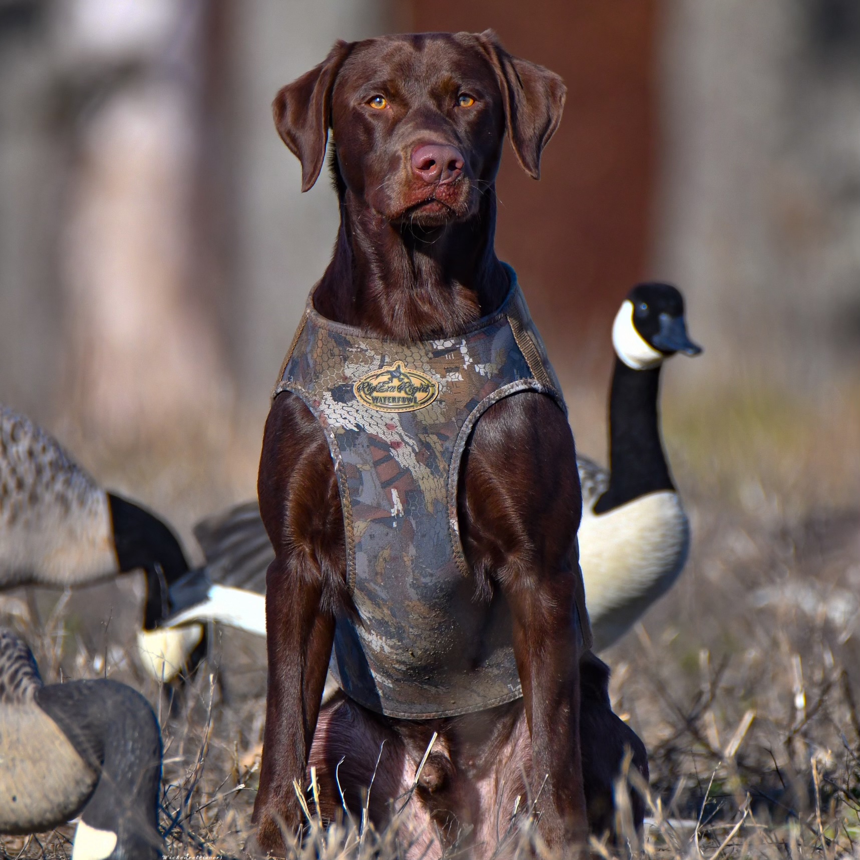 Empty Chambers 12 Gauge SH | Chocolate Labrador Retriver